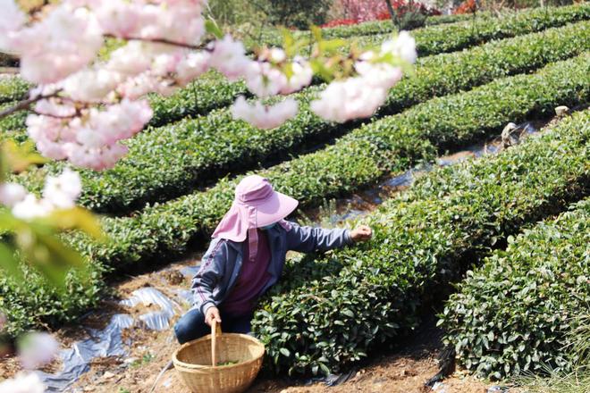 日照：谷雨前茶采摘季，茶香满溢，大竹园村采茶季：日照绿茶的品质之旅