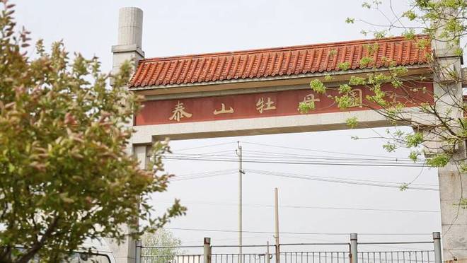 岱岳区角峪镇：牡丹盛绽，赏花踏青好去处